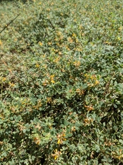 Acmispon decumbens