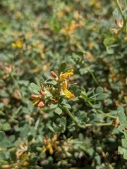 Acmispon decumbens