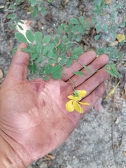 Senna pallida