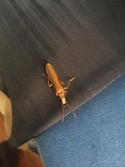 Thelyphassa lineata
