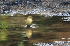 Phylloscopus canariensis