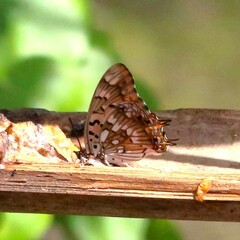 Charaxes jahlusa