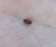 Procecidochares alani