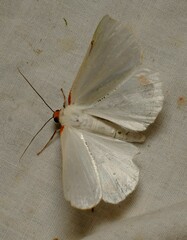 Thalaina selenaea