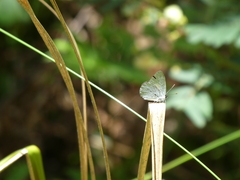 Candalides xanthospilos