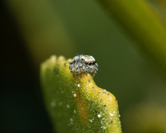 Maratus albus