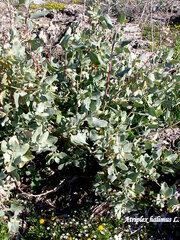 Atriplex halimus