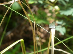 Candalides xanthospilos