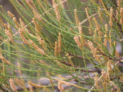Allocasuarina fraseriana