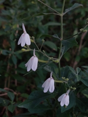 Rhinacanthus nasutus