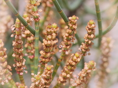 Allocasuarina fraseriana