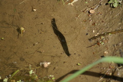 Haemopis