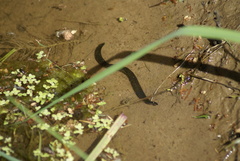 Haemopis