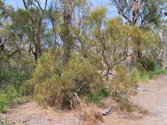 Allocasuarina fraseriana