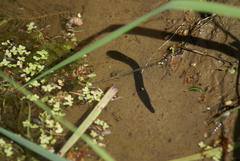 Haemopis