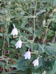 Rhinacanthus nasutus