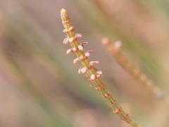 Allocasuarina fraseriana