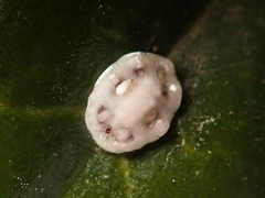 Ceroplastes japonicus