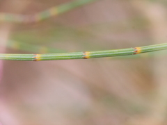 Allocasuarina fraseriana