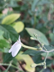 Rhinacanthus nasutus