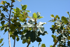 Ficus glumosa