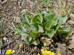 Veronica wyomingensis