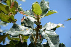 Ficus glumosa