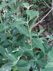 Rhinacanthus nasutus