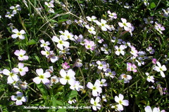 Malcolmia flexuosa