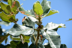 Ficus glumosa