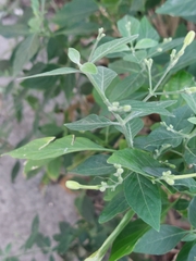 Rhinacanthus nasutus