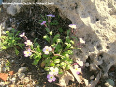 Malcolmia flexuosa