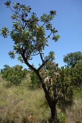 Protea gaguedi