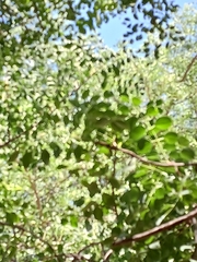 Sclerocarya birrea