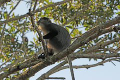 Cercopithecus mitis