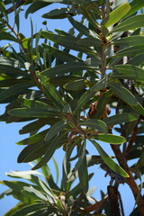 Protea gaguedi