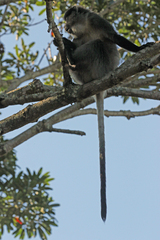 Cercopithecus mitis