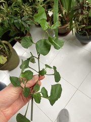 Asystasia gangetica