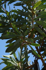 Protea gaguedi