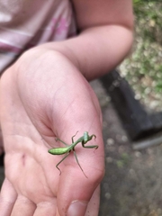 Pseudomantis albofimbriata