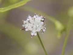 Actinotus omnifertilis