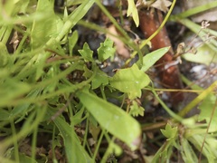 Actinotus omnifertilis