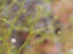 Actinotus omnifertilis