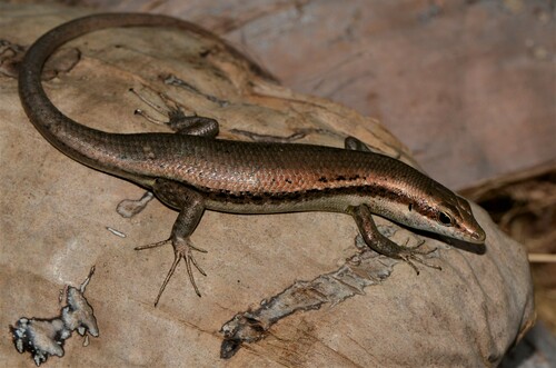 Seychelles Mabuya, Trachylepis sechellensis
