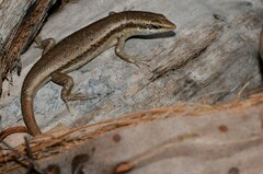 Trachylepis sechellensis