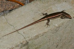 Trachylepis sechellensis