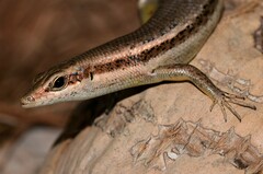 Trachylepis sechellensis