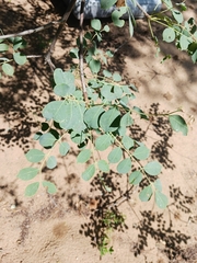 Sclerocarya birrea