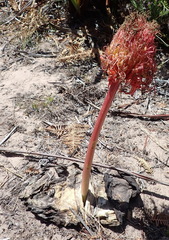 Haemanthus sanguineus