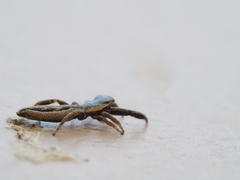 Holoplatys tasmanensis